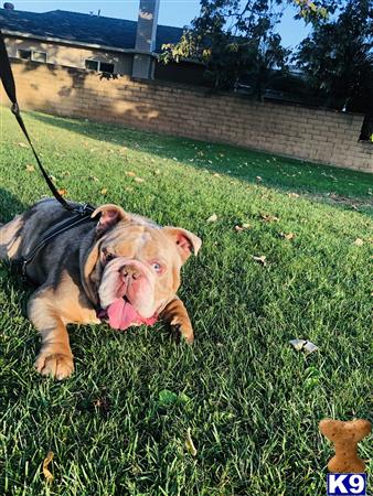 English Bulldog dog